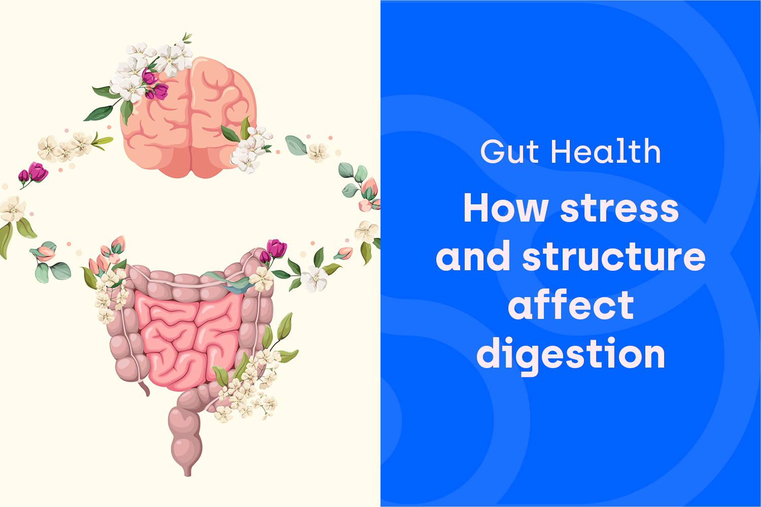 The Rhythm of Digestion: How Our Gut Responds to Stress and Structure